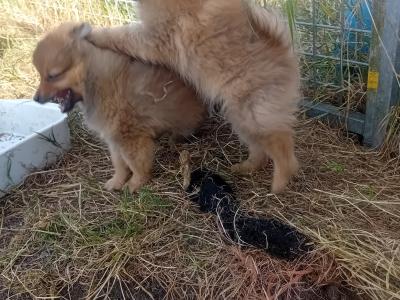 Pomeranian puppies in Wicklow