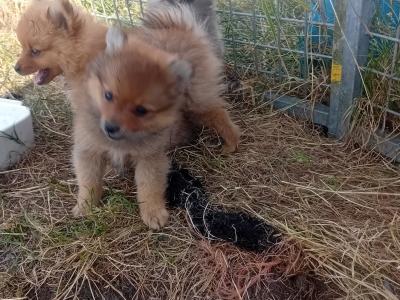 Pomeranian puppies in Wicklow