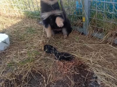 Pomeranian puppies in Wicklow
