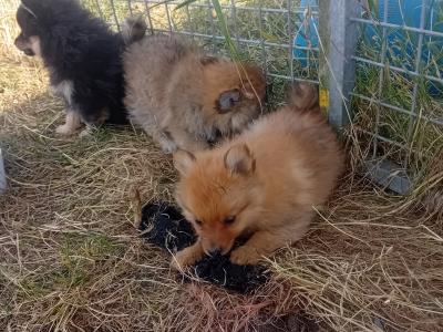 Pomeranian puppies in Wicklow