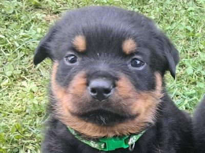 Beautiful friendly pups looking for new homes
