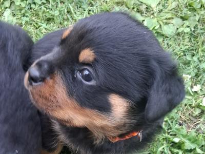 Beautiful friendly pups looking for new homes