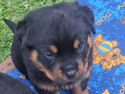 Beautiful friendly pups looking for new homes