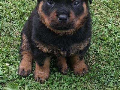Beautiful friendly pups looking for new homes