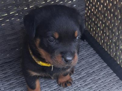 Beautiful friendly pups looking for new homes