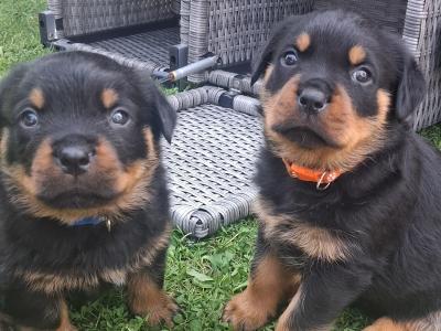 Beautiful friendly pups looking for new homes