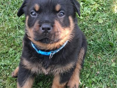 Beautiful friendly pups looking for new homes