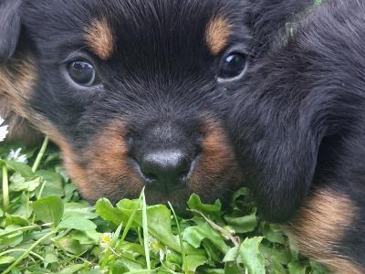 Beautiful friendly pups looking for new homes