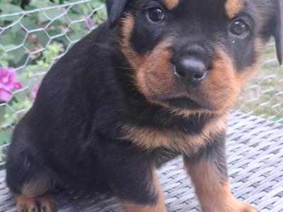Beautiful friendly pups looking for new homes