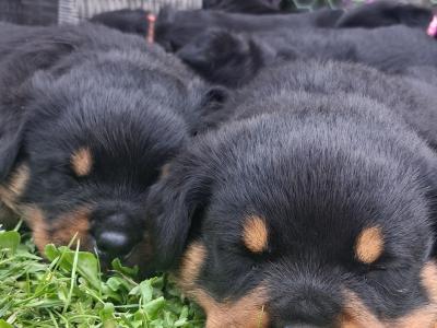 Beautiful friendly pups looking for new homes