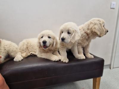 Golden Retriever puppies 8 weeks old IKC pending
