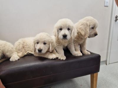 Golden Retriever puppies 8 weeks old IKC pending
