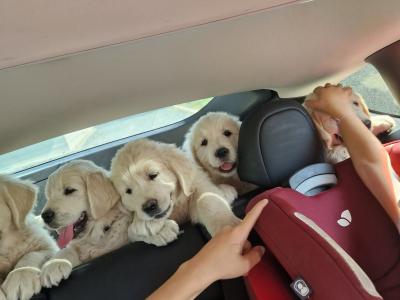 Golden Retriever puppies 8 weeks old IKC pending