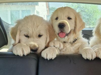 Golden Retriever puppies 8 weeks old IKC pending