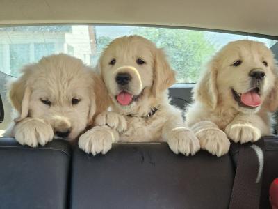 IKC Registered (pending) Golden Retriever puppies in Meath