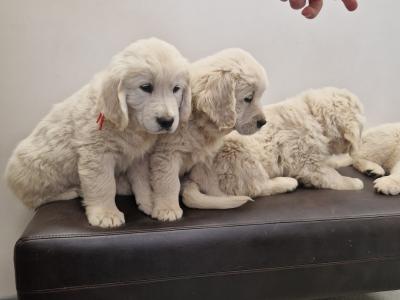 Golden Retriever puppies 8 weeks old IKC pending