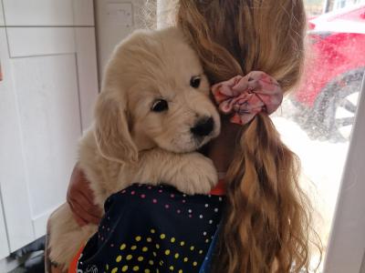 Golden Retriever puppies 8 weeks old IKC pending