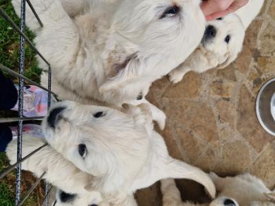 Golden Retriever puppies 8 weeks old IKC pending
