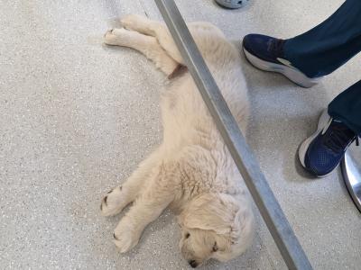 Golden Retriever puppies 8 weeks old IKC pending