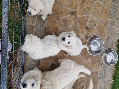 Golden Retriever puppies 8 weeks old IKC pending