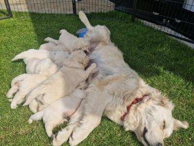 Golden Retriever puppies 8 weeks old IKC pending