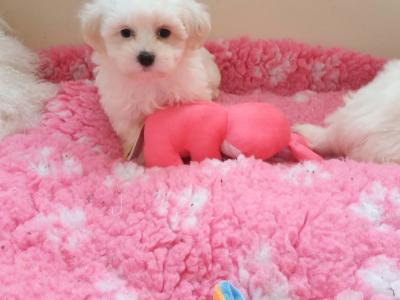 Beautiful Maltese x Bichon puppies 🐶 in Meath