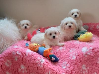 Beautiful Maltese x Bichon puppies 🐶 in Meath