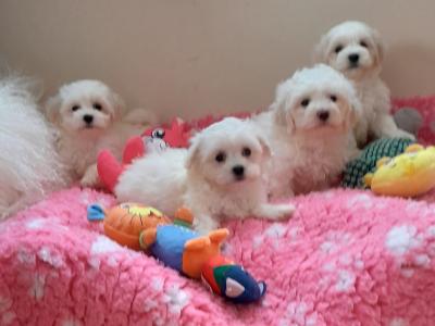 Beautiful Maltese x Bichon puppies 🐶 in Meath