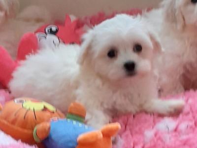 Beautiful Maltese x Bichon puppies 🐶 in Meath