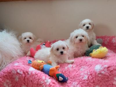 Beautiful Maltese x Bichon puppies 🐶 in Meath