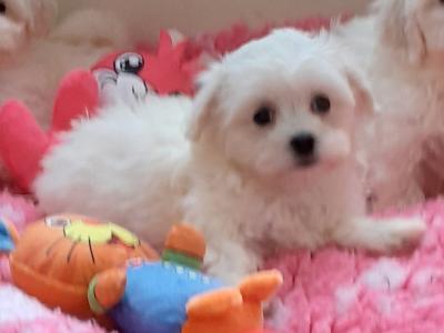 Beautiful Maltichon puppies (Maltese x Bichon Frise) 🐶 in Meath