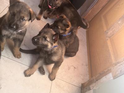 IKC Registered (pending) German Shepherd puppies in Wexford