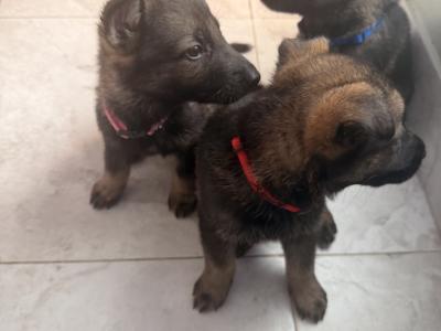 IKC Registered (pending) German Shepherd puppies in Wexford