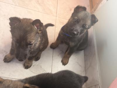 IKC Registered (pending) German Shepherd puppies in Wexford