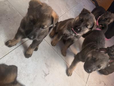 IKC Registered (pending) German Shepherd puppies in Wexford