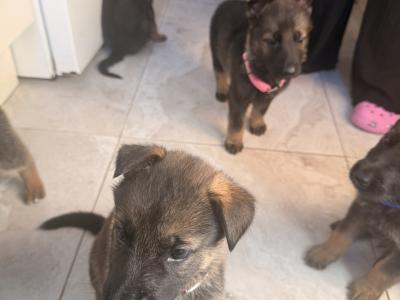 IKC Registered (pending) German Shepherd puppies in Wexford