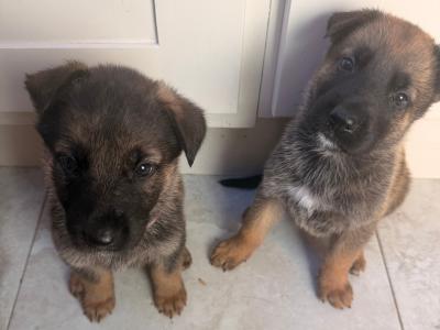 German Shepherd puppies in Wexford