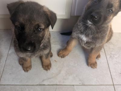 IKC Registered (pending) German Shepherd puppies in Wexford