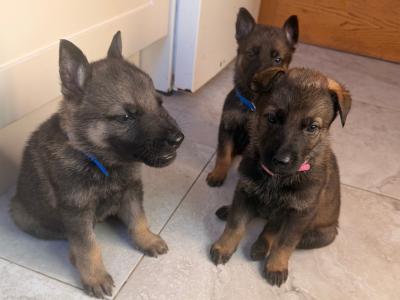 IKC Registered (pending) German Shepherd puppies in Wexford