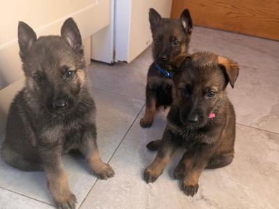 IKC Registered (pending) German Shepherd puppies in Wexford