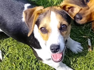 Gorgeous Male Jack Russell puppies in Meath