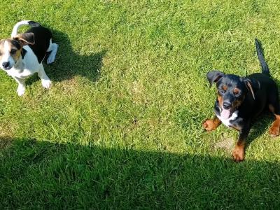 Gorgeous Male Jack Russell puppies in Meath