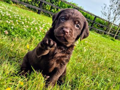 1 Gorgeous female IKC Registered (pending) Chocolate Purebred Labrador puppies left for sale