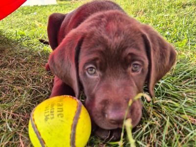 1 Gorgeous female IKC Registered (pending) Chocolate Purebred Labrador puppies left for sale