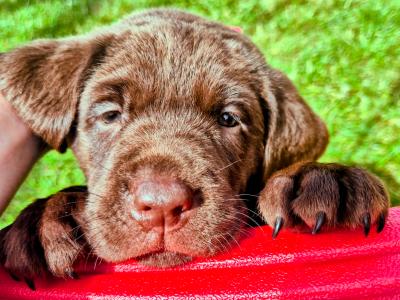 1 Gorgeous female IKC Registered (pending) Chocolate Purebred Labrador puppies left for sale