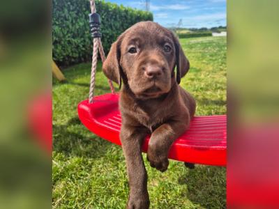 1 Gorgeous female IKC Registered (pending) Chocolate Purebred Labrador puppies left for sale