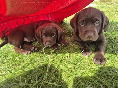 1 Gorgeous female IKC Registered (pending) Chocolate Purebred Labrador puppies left for sale
