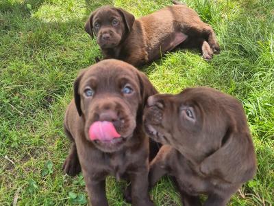1 Gorgeous female IKC Registered (pending) Chocolate Purebred Labrador puppies left for sale