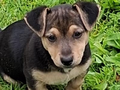 Male Jack Russell puppy in Clare