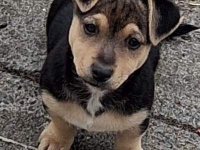 Male Jack Russell puppy in Clare